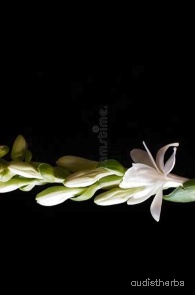 augmented_Polianthes tuberosa flower11_rotated_90.jpeg